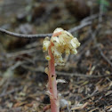 Pinesap