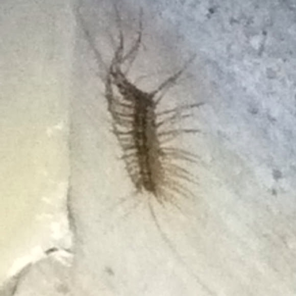 Spotting Image 1