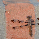 Common Whitetail (female)