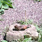 chipmunk
