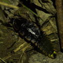 Firefly larva