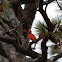 Northern Cardinal