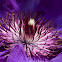 Clematis