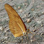Julia Butterfly or Julia Heliconian