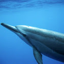 Spinner Dolphin