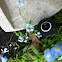 Forget me not