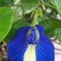 Butterfly Pea / Blue Pea