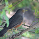 Rufous-bellied Thrush (Zorzal común)