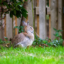 Eastern Cottontail