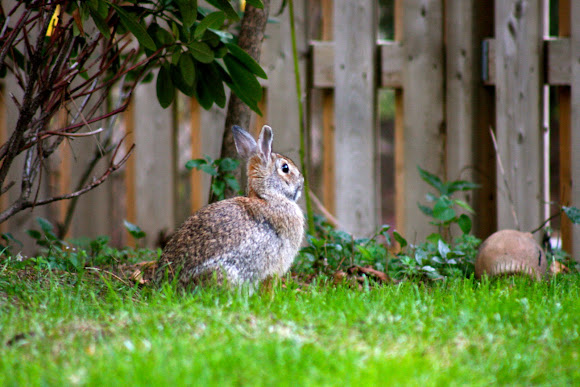 Spotting Image 1