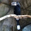 Silver Cheeked Hornbill