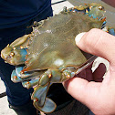 Blue Crab