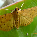 Durian Fruit Borer