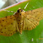 Durian Fruit Borer