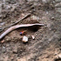 Great Golden Digger Wasp