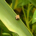 ladybird beetle