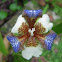 Apostle's Iris