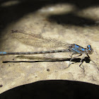 Damselfly