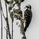 Philippine Pygmy Woodpecker