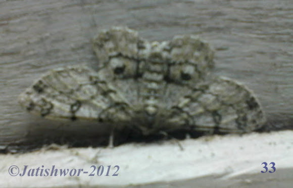 Spotting Image 1