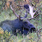 Moose
