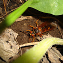 Cicada Killer