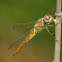 Wandering Glider