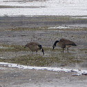 Canada Goose