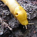 Banana Slug