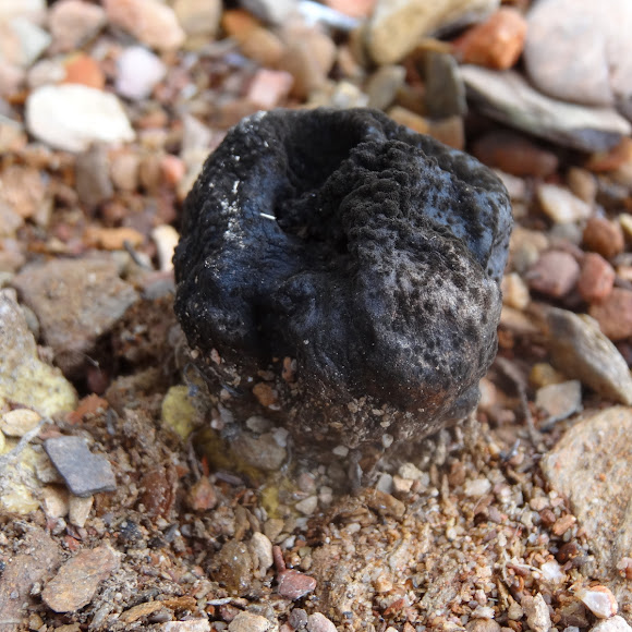 Trufflelike fungi Project Noah