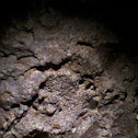 Crinoid Fossil