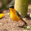 Snowy-crowned Robin-chat
