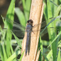 Slaty Skimmer