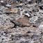 Little Ringed Plover; Chorlitejo Chico