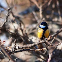 Great tit