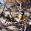 Great tit