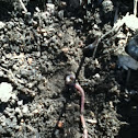 Worm