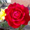Red Rose ( लाल गुलाब )