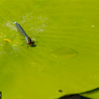 Red-eyed Damselfly