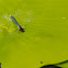 Red-eyed Damselfly