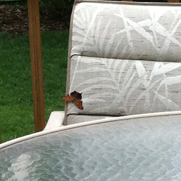 Spotting Image 1