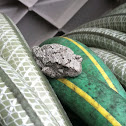 Grey tree frog