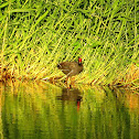 Common Moorhen