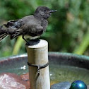 Black Phoebe