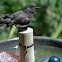 Black Phoebe