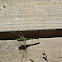Eastern Pondhawk Dragonfly