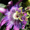 Passion Flower