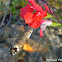 Hummingbird Hawk-moth