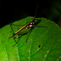 Grasshopper