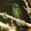 Green Violetear